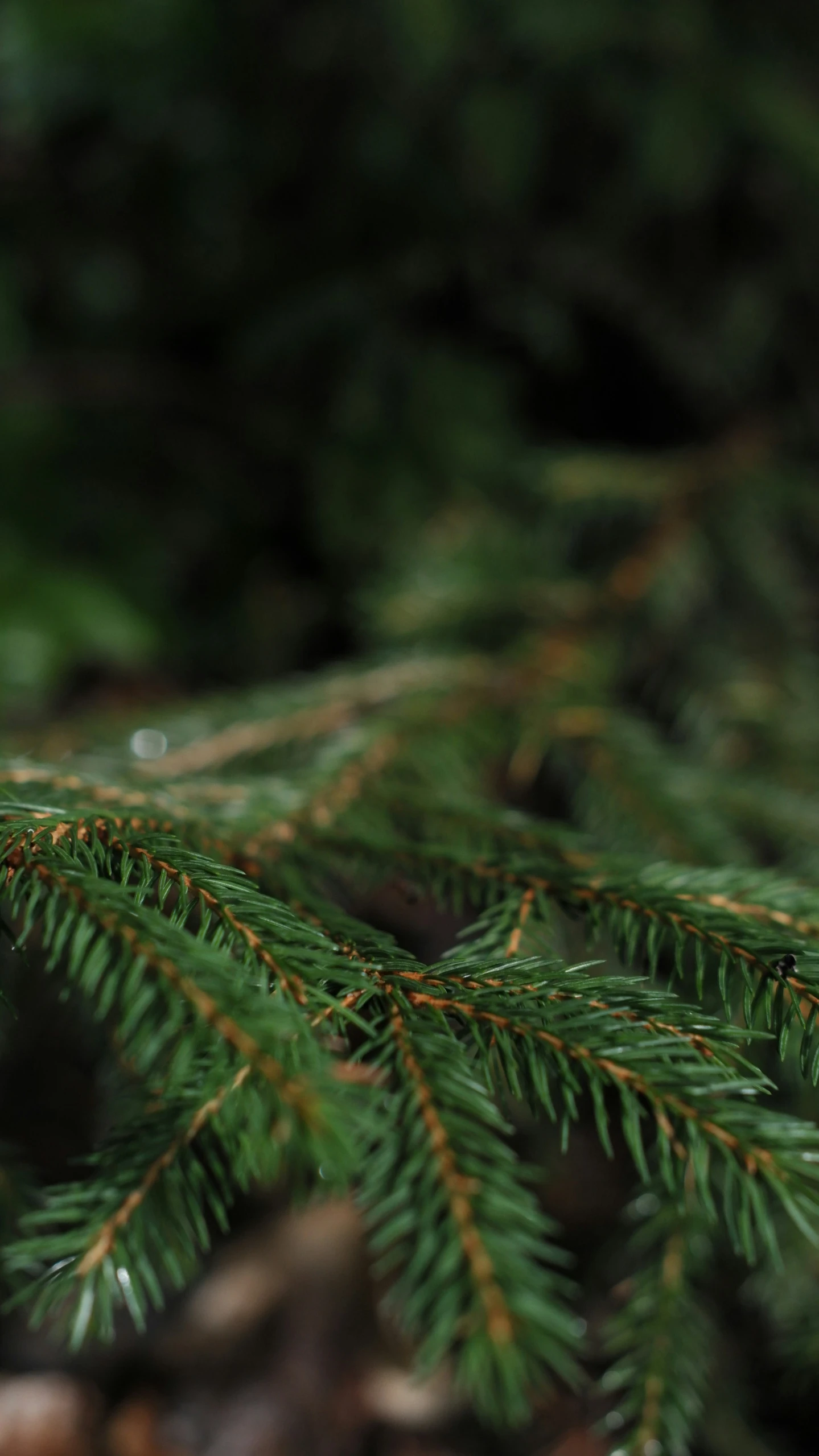 an up close s of a plant with green needles