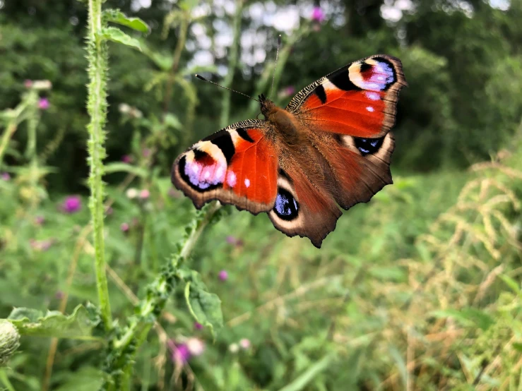 a brown, blue and white erfly sits on a leaf