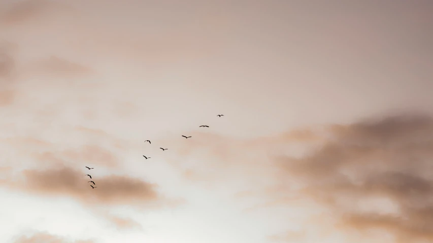 a flock of birds fly in the sky
