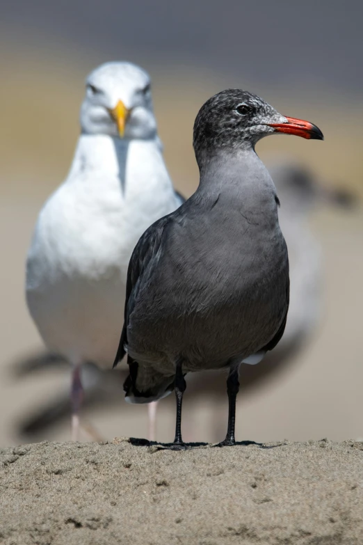 two birds standing next to each other on the ground