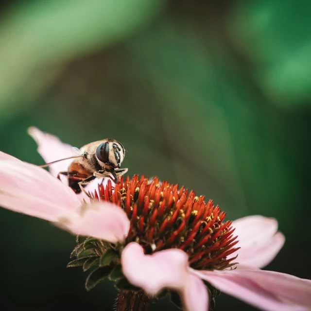 a bee sits on a flower looking in the mirror