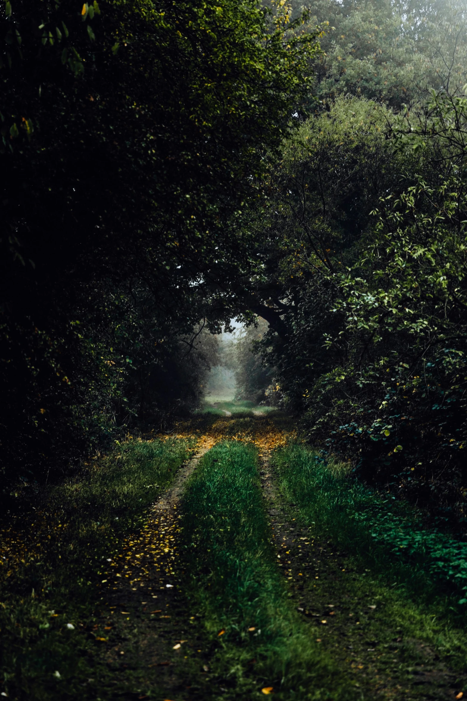 a road that has a bunch of trees on both sides of it