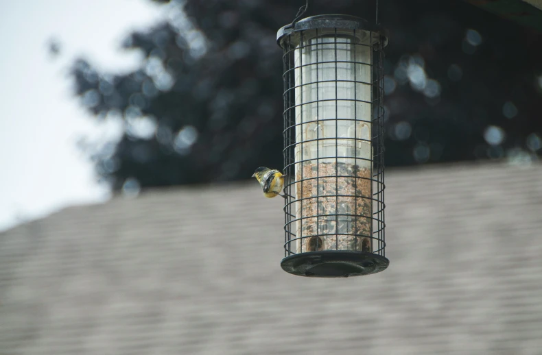 small bird on a hanging feeder outside a house