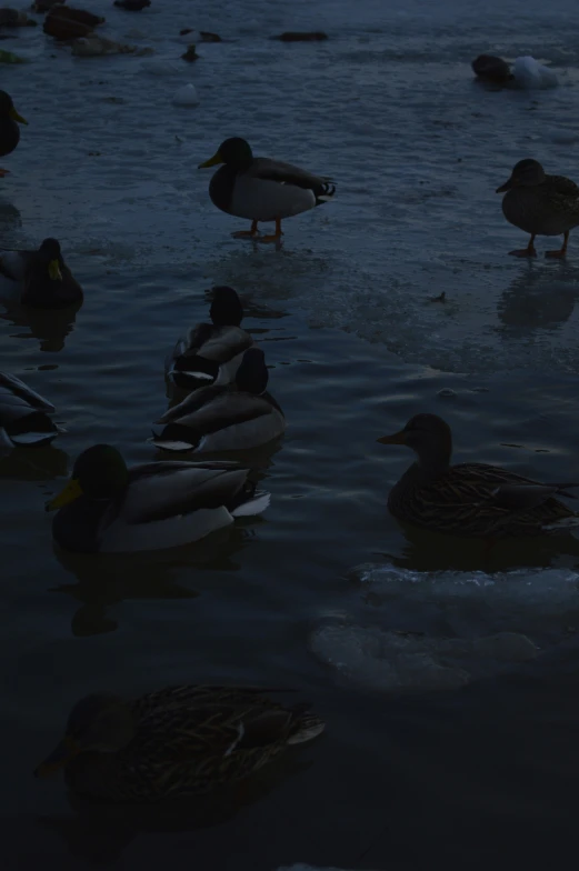 ducks are standing on the water while one swims