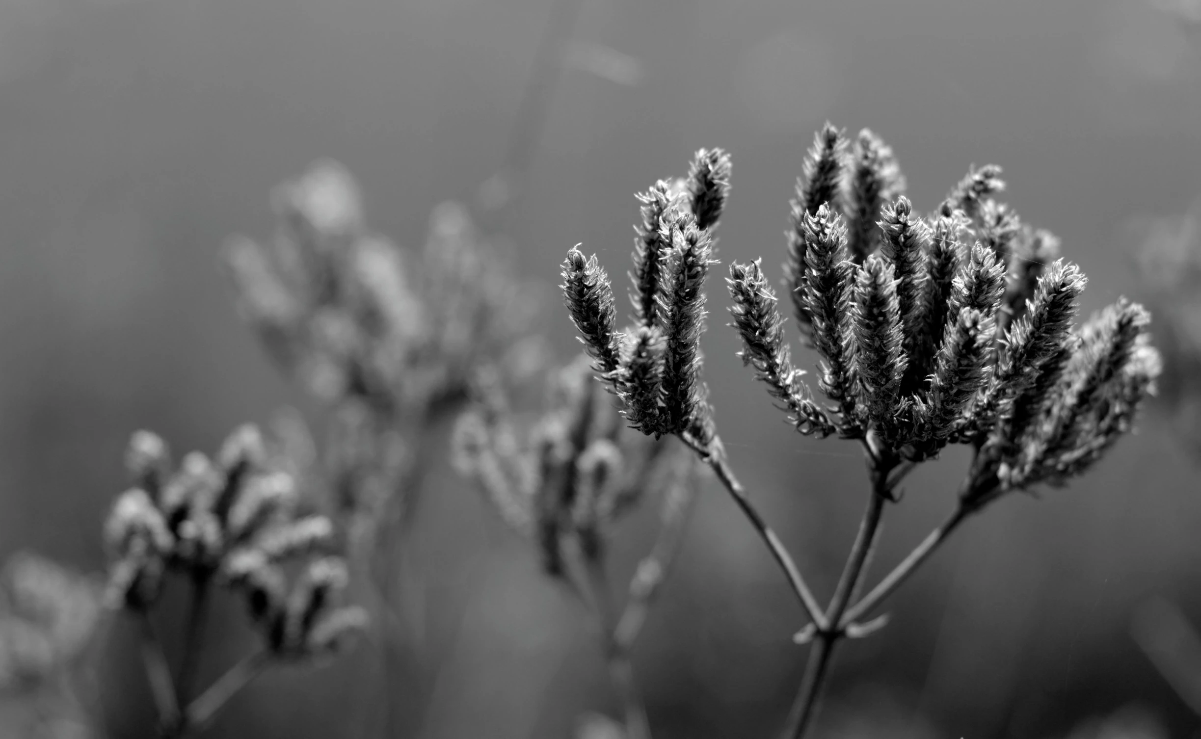 some very small flowers with no leaves in black and white