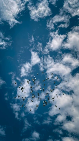 many birds are flying in the sky and a few clouds