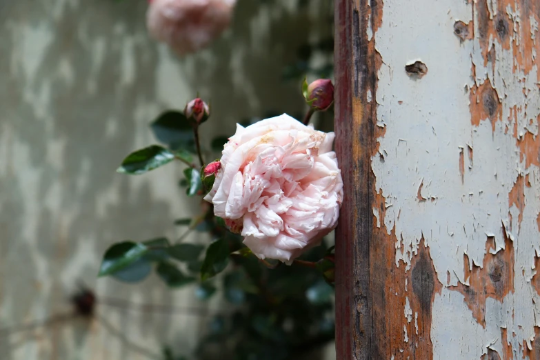 a bush with large pink flowers growing out of it