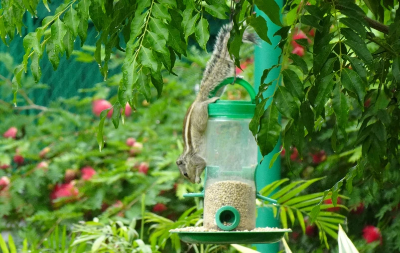 squirrel eating from a bird feeder in the tree