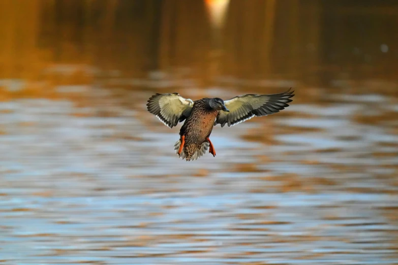 a bird flying over a body of water