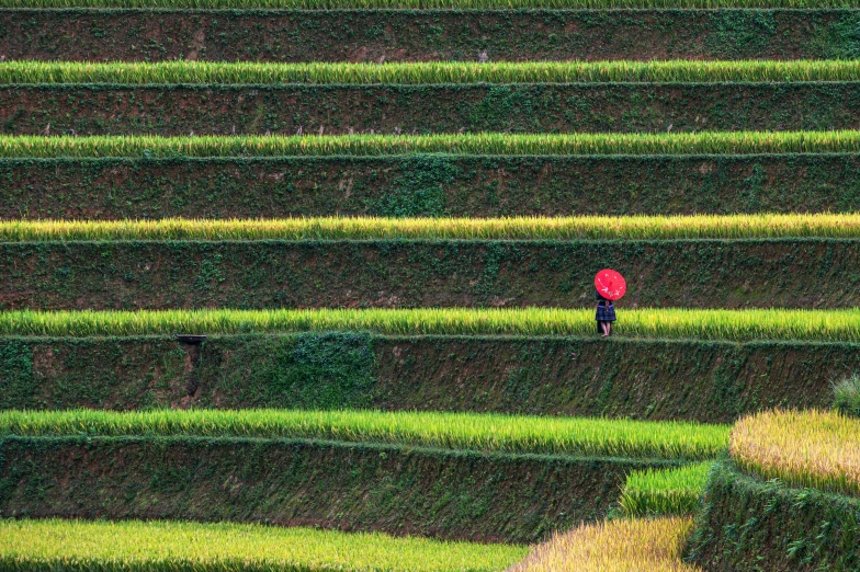 a lone person walks among a vast rice field