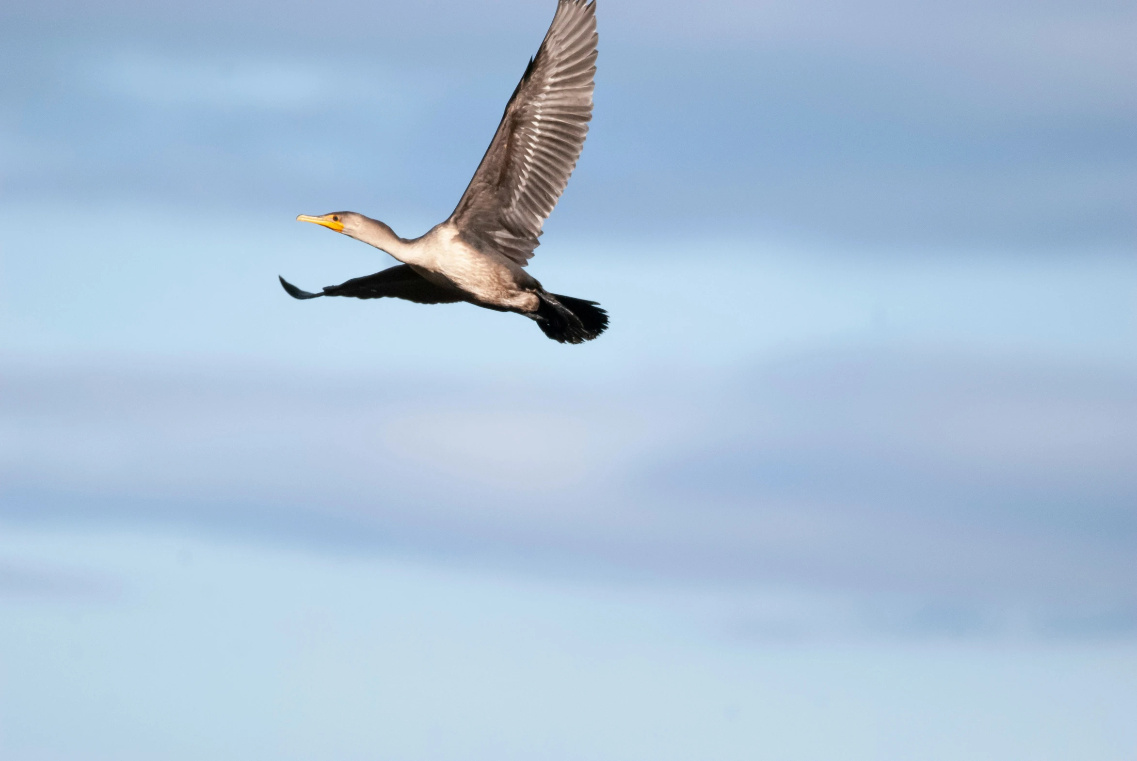 an image of a large bird that is flying in the sky