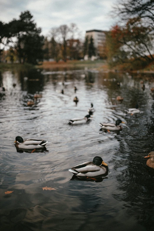 many ducks float in a lake with trees in the background