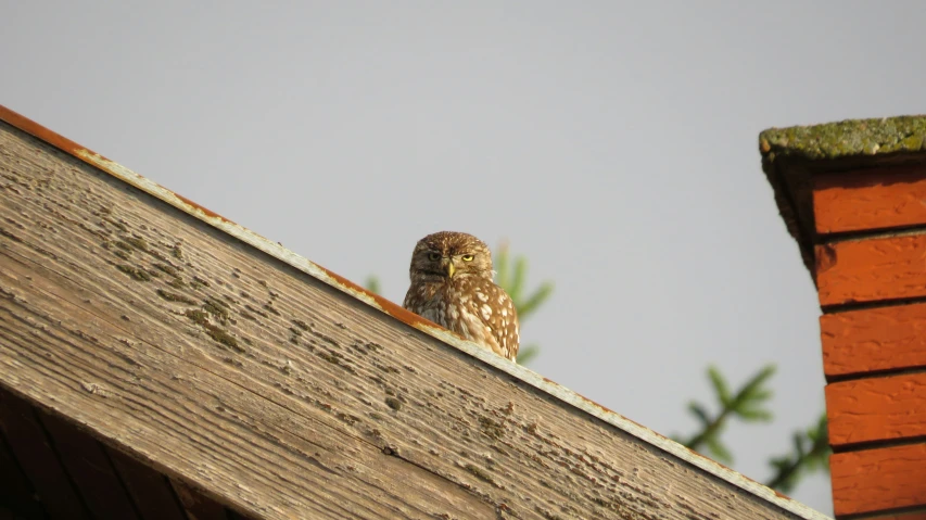 a brown and white owl standing on top of a wooden fence