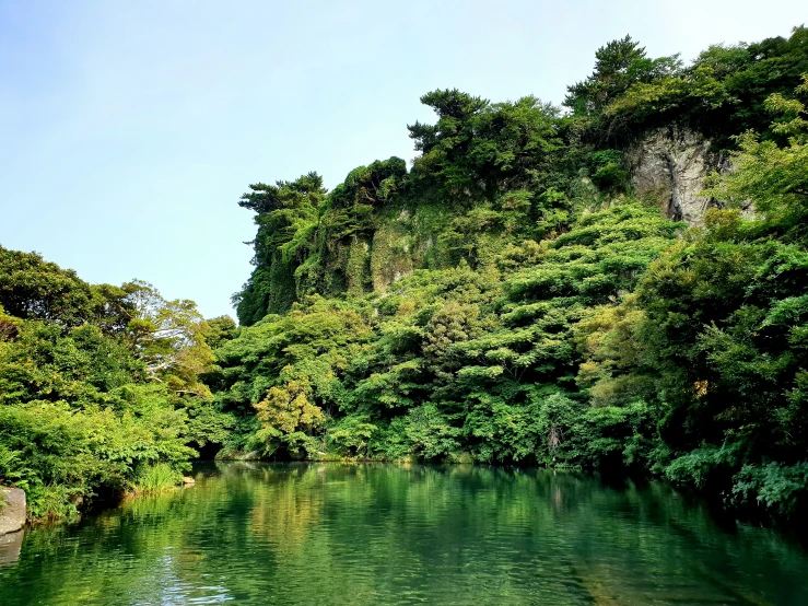 a river running through a lush green forest