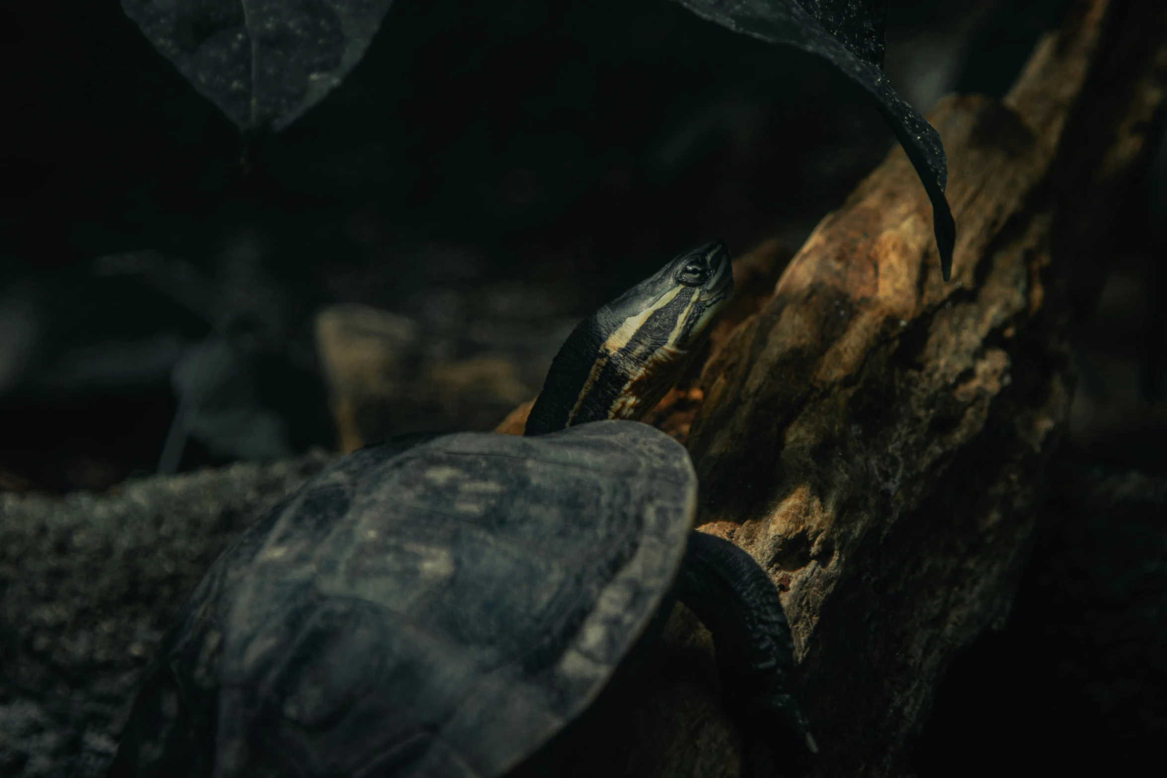 a turtle walking along side another turtle on a tree