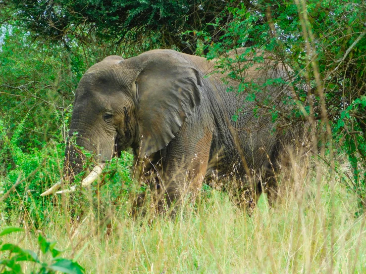 an elephant walking through a lush green field