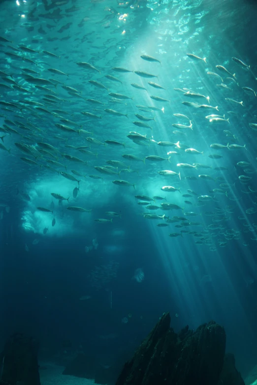 a school of fish swim beneath a large aquarium