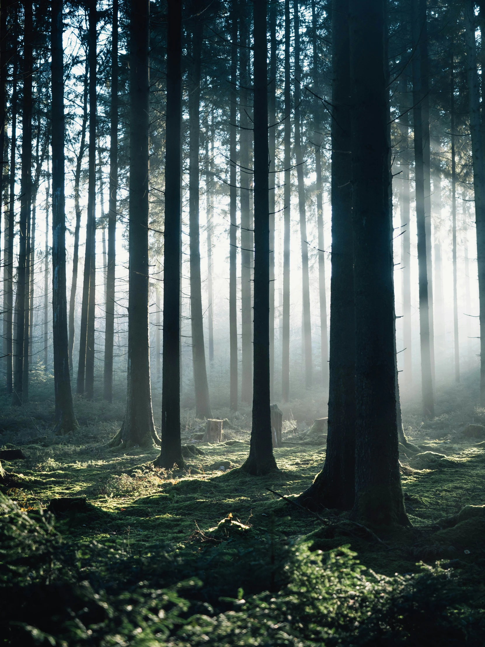 the sun shines in between tall tree trunks in a forest