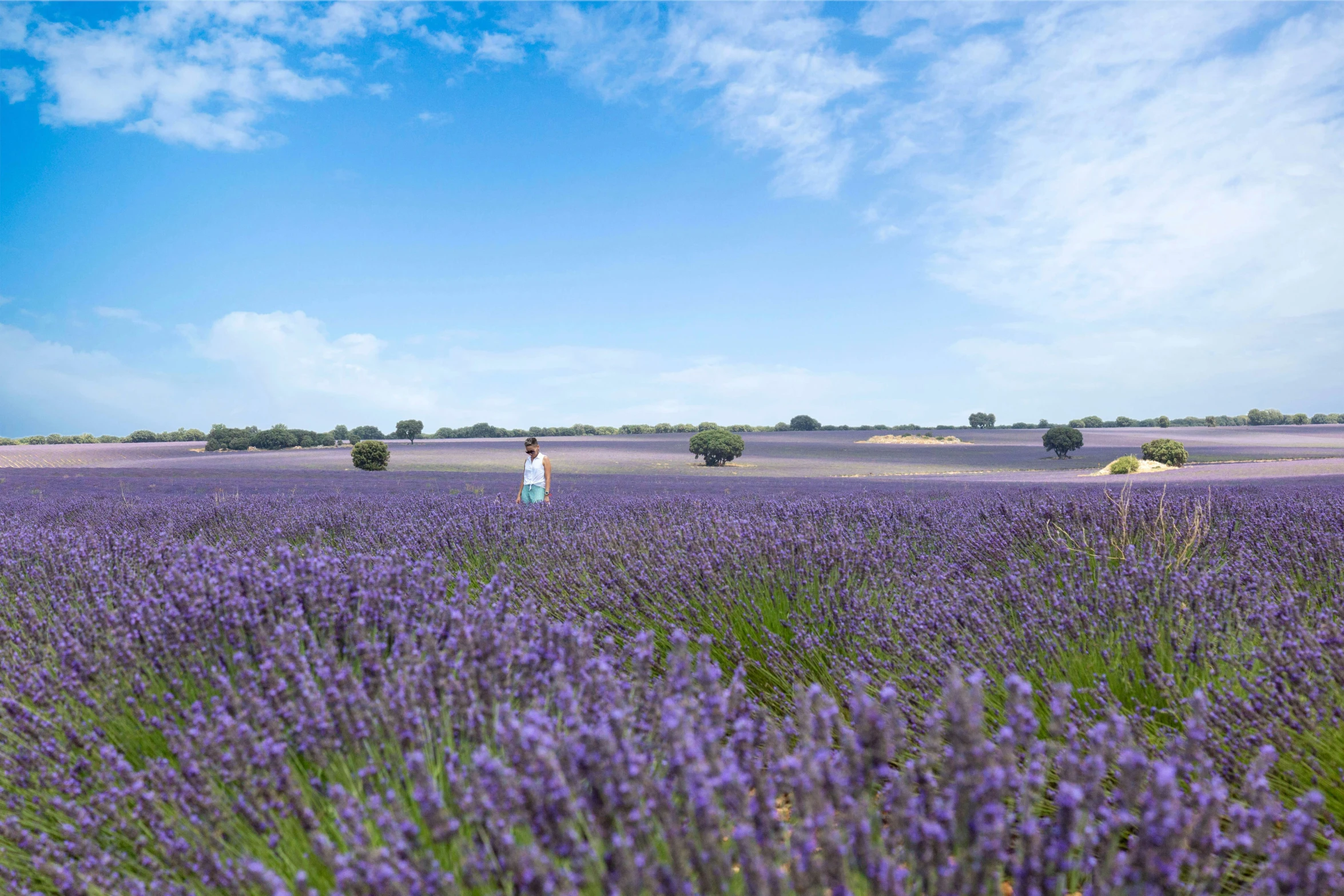 a man is walking through a field of lavender