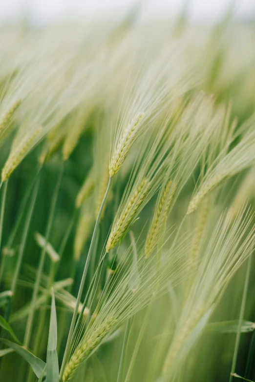 green ears of grass are shown in this image