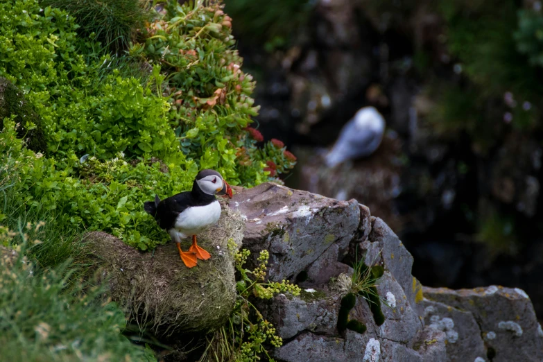 a small bird that is sitting on a rock