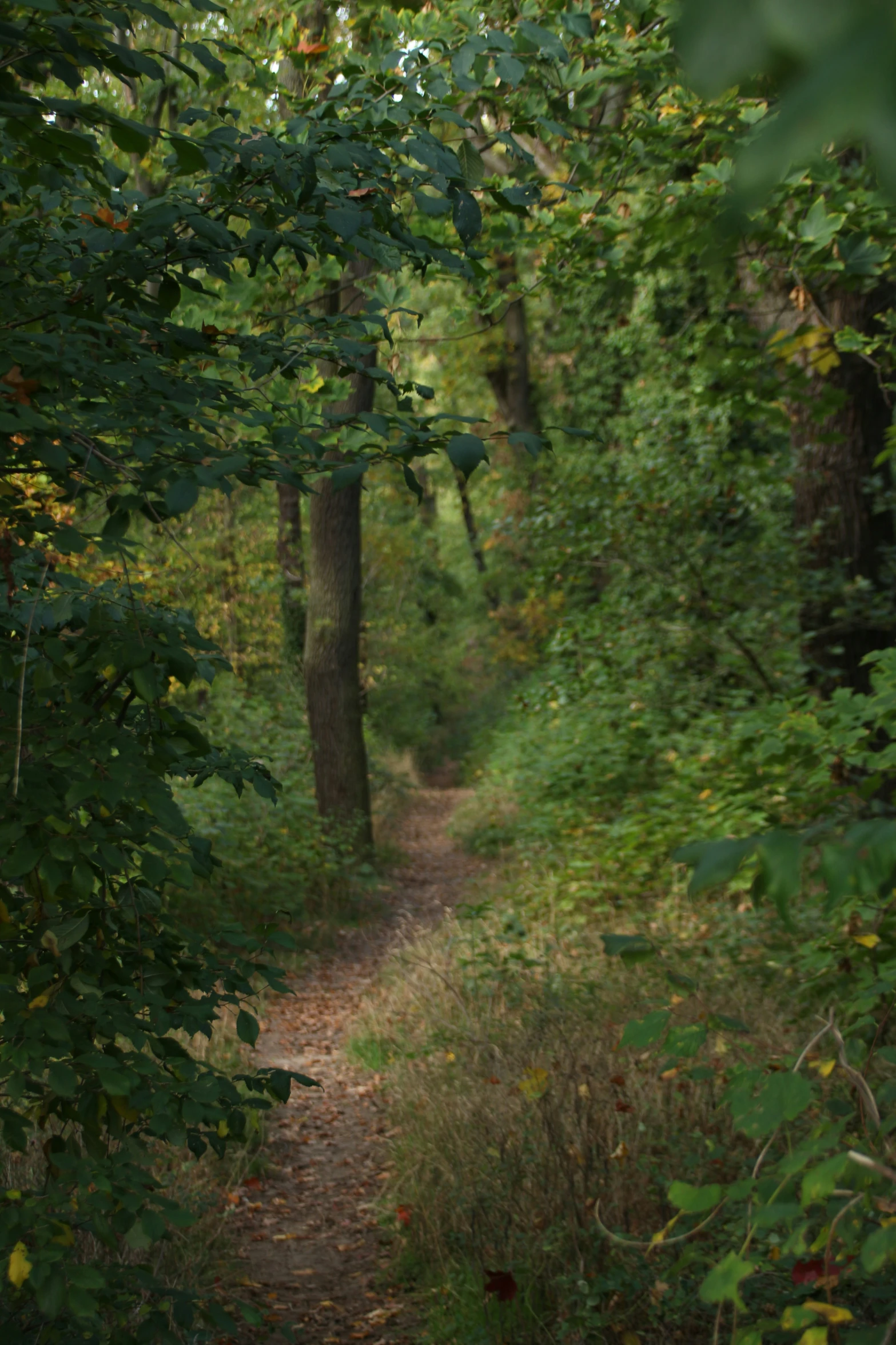 an alley with lots of trees along it