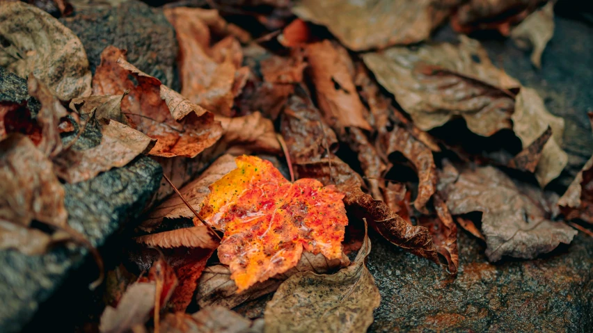 an orange substance is in between the brown leaves