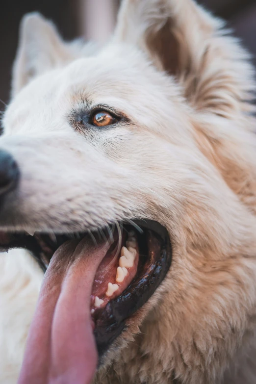 a dog with his tongue out is panting