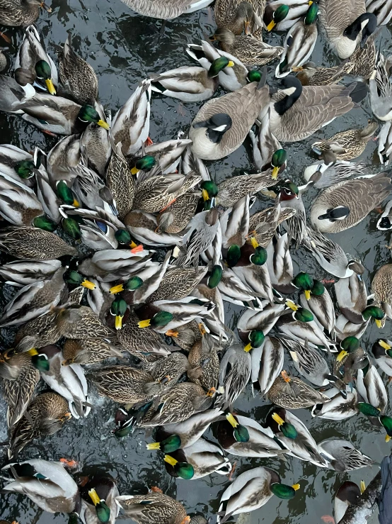 a bunch of ducks standing in the water