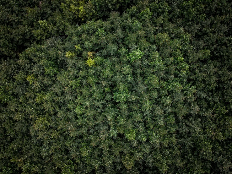 a green forest with trees growing on top of it