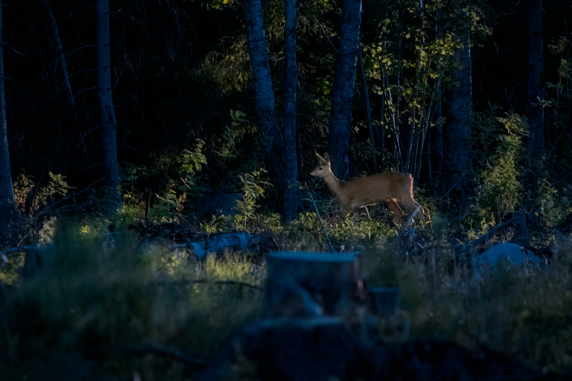 there is a small deer standing in the woods