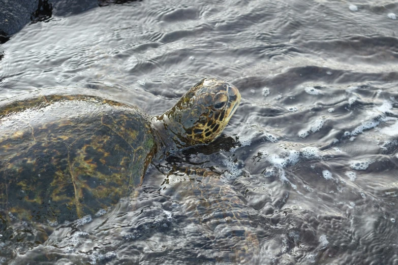 a large turtle with its head above the water's surface