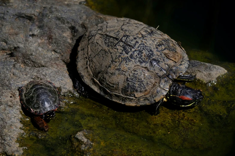 turtles are laying on the rocks next to each other