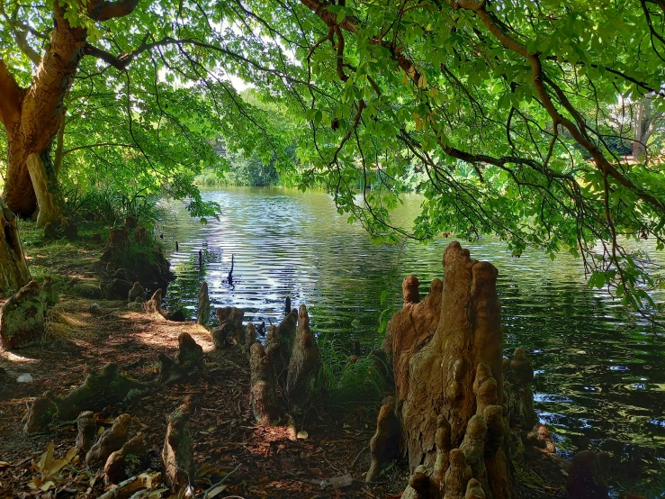 the river looks like it's going through some trees