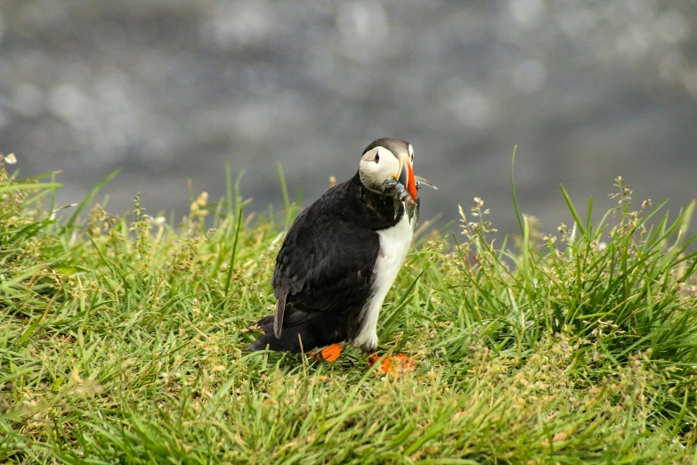 the black and white bird with orange beak is standing in the grass