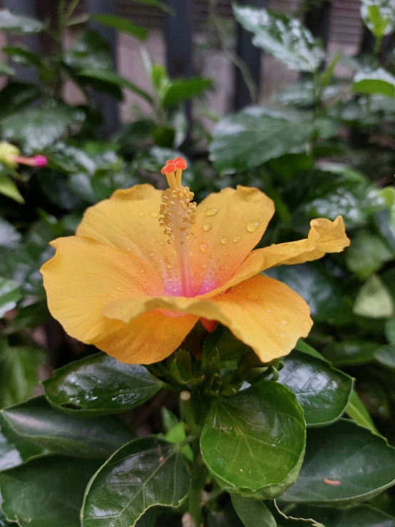 a yellow flower with the rain droplets on it