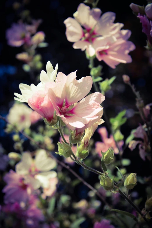 a close up of a bush with some flowers