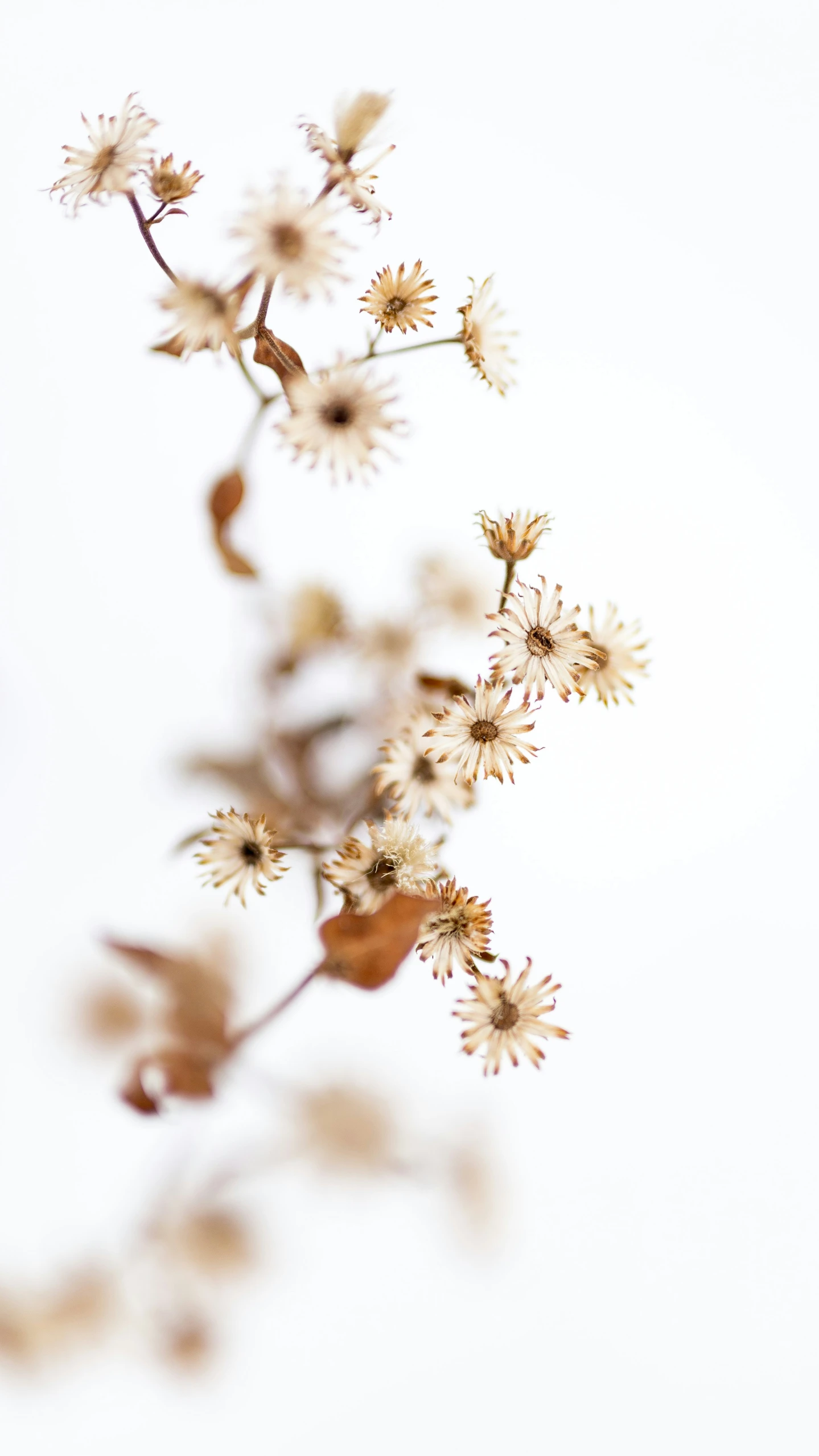 some yellow flowers in the foreground with a white background