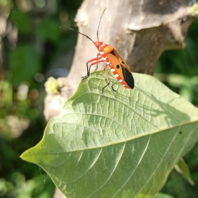 there is a red and black bug sitting on a leaf