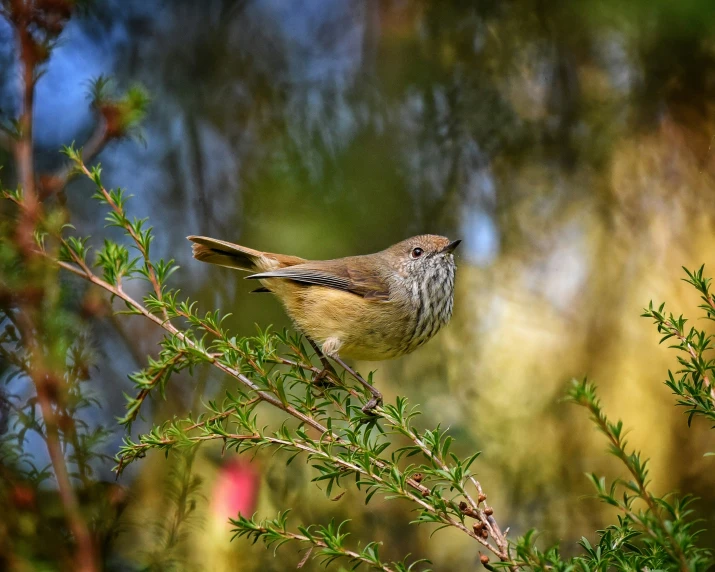 a brown and grey bird sitting on a tree nch