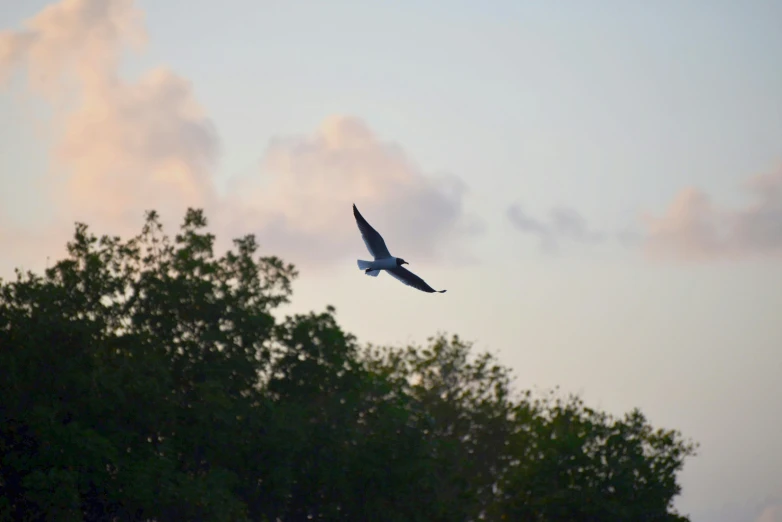 an airplane is flying low and the tree tops stand out against a cloudy sky