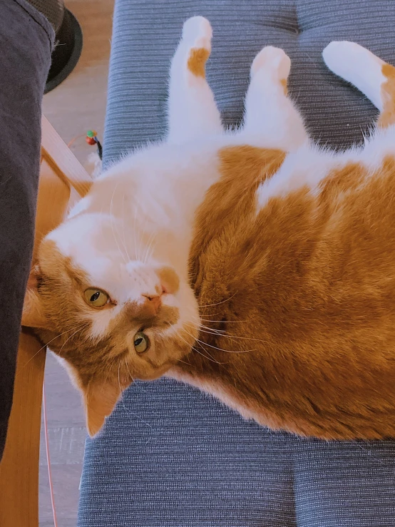 an orange cat on a chair that's laying down