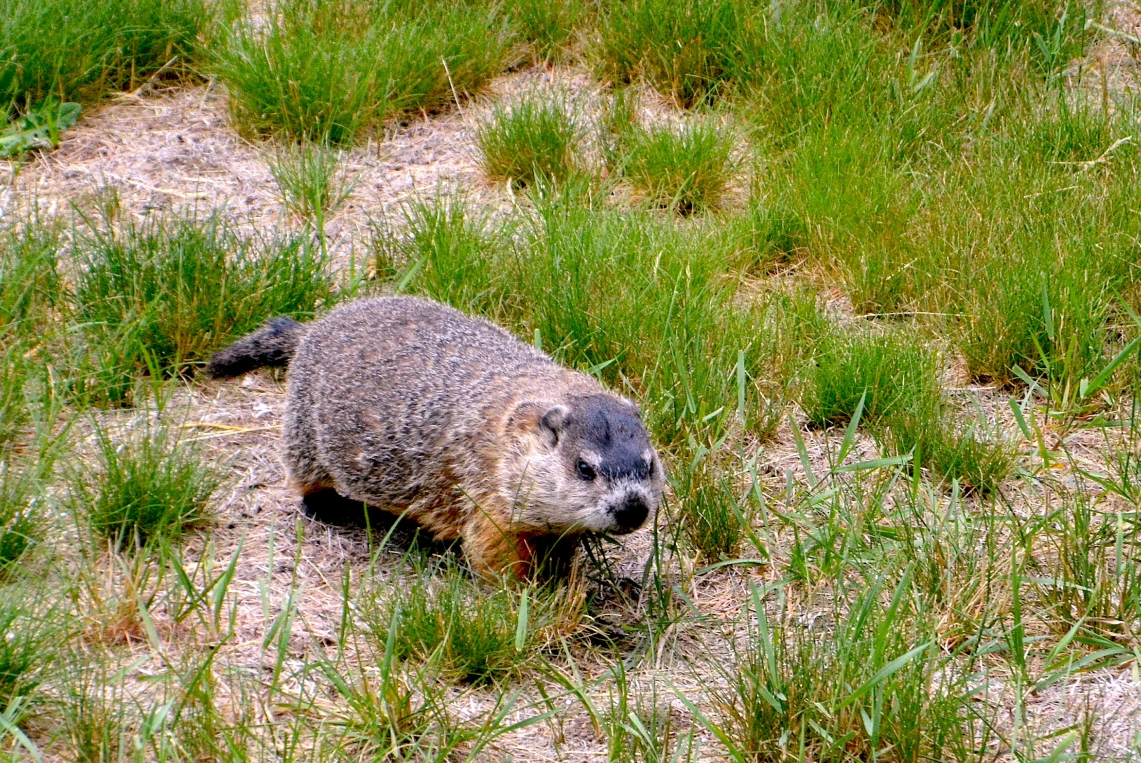 the animal is standing in a small patch of grass