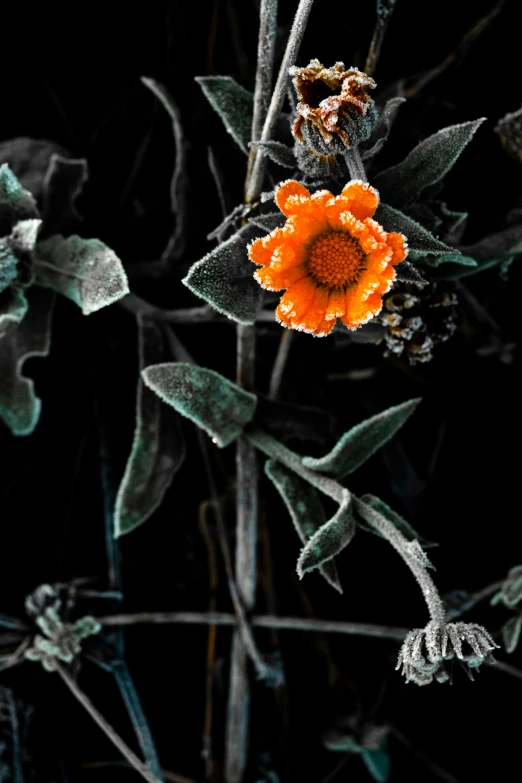 an orange flower covered in rain drops on a black background