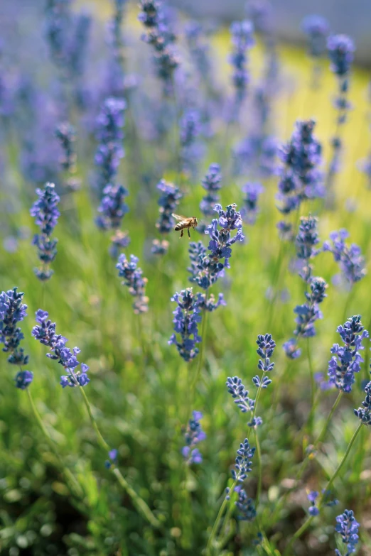 purple lavender is the focal point of this po