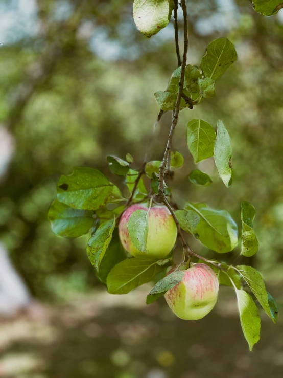 two apples are on a nch near many trees