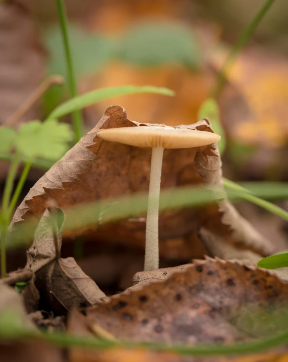 a couple of mushrooms that are in the grass