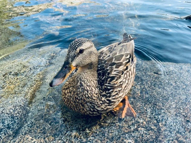 a duck sitting on some rocks in water