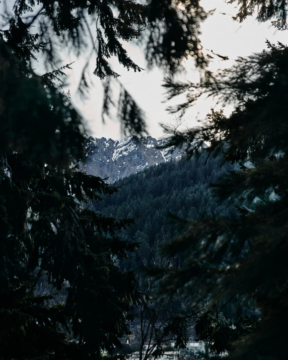 the pine trees are silhouetted by the snow capped mountains