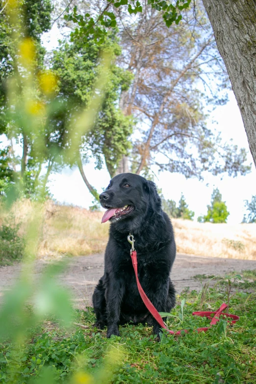 a dog sits in the grass under a tree